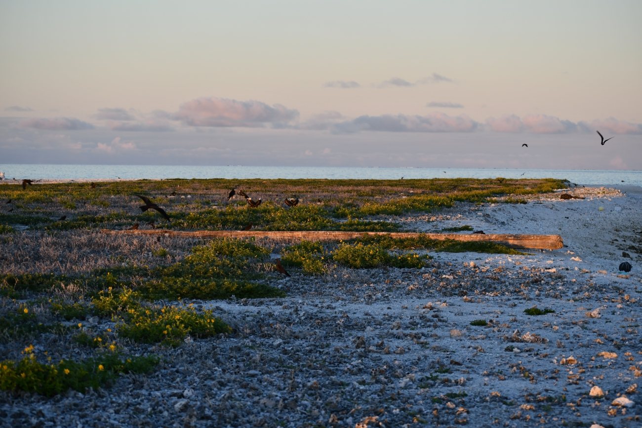 Southeast Island at Pearl and Hermes Atoll
