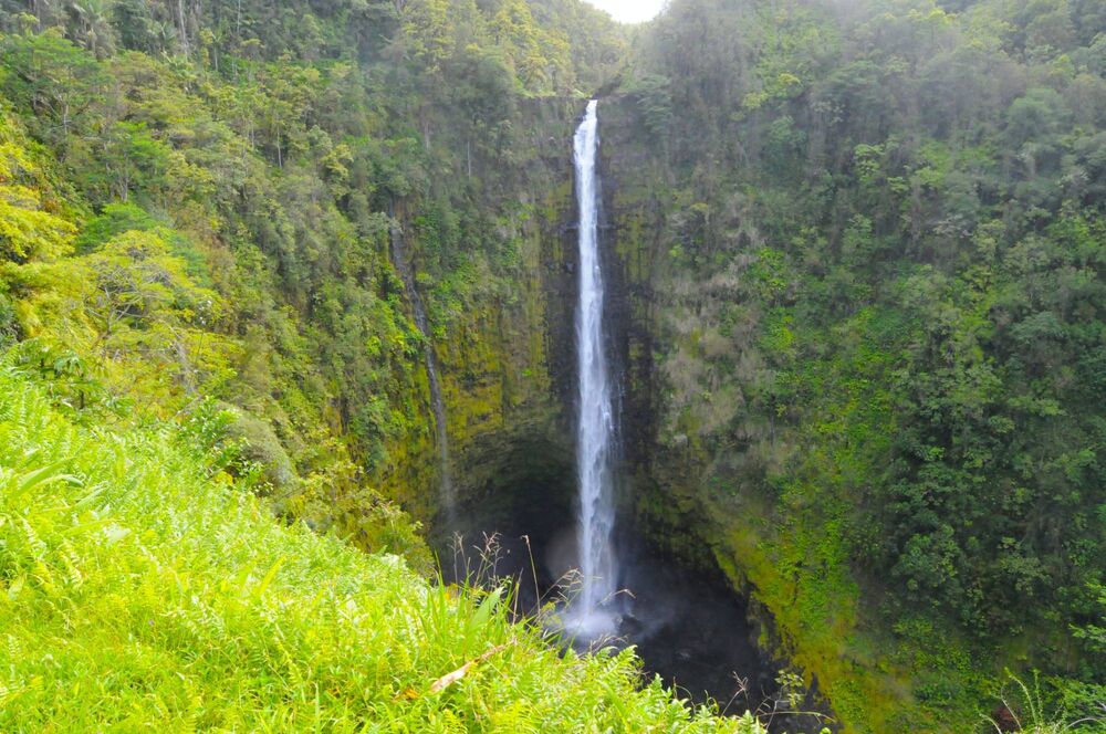 ʻAkaka Falls plunging into a fern-lined gorge in the rainforest above Hilo