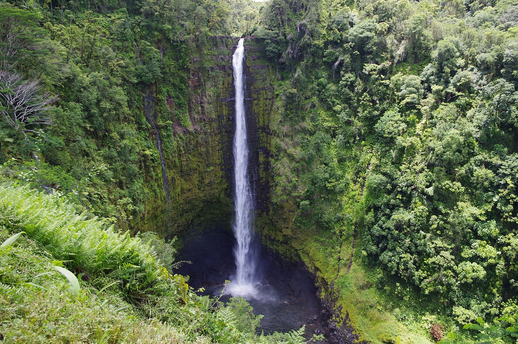 ʻAkaka Falls, a thin white ribbon of water falling hundreds of feet into a dark pool in a gorge thick with green vegetation.