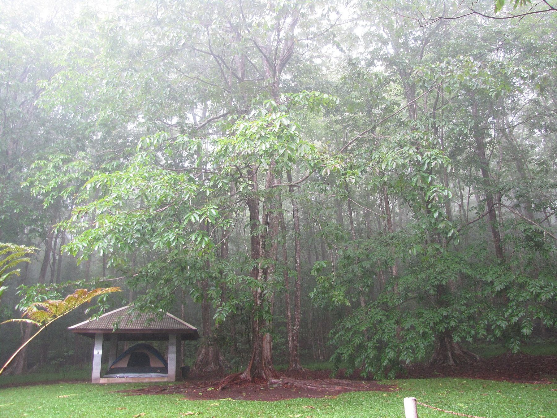 Tall trees in misty rainforest at Kalōpā, with a small open-sided shelter on a green lawn.