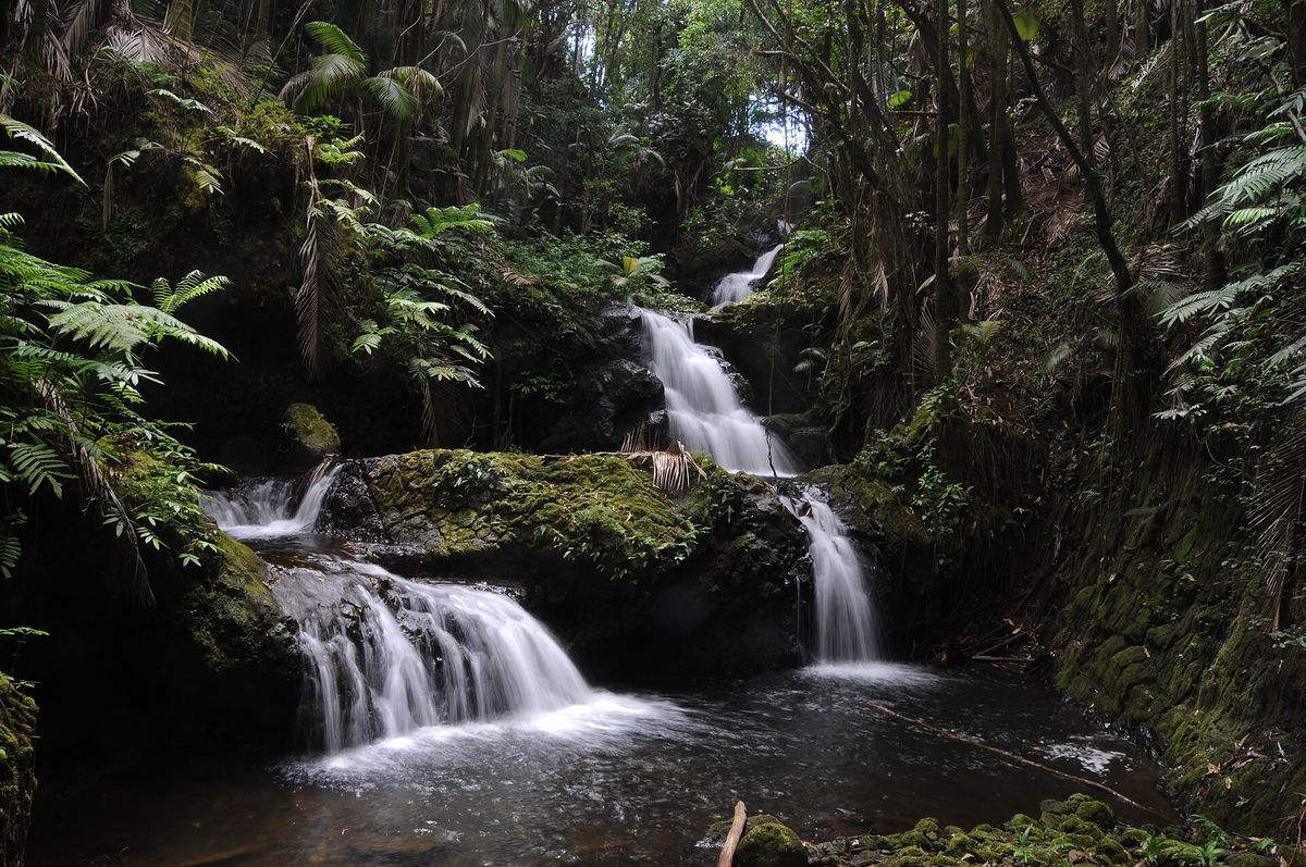 Onomea Falls tumbling over mossy black rock in several tiers, surrounded by ferns.