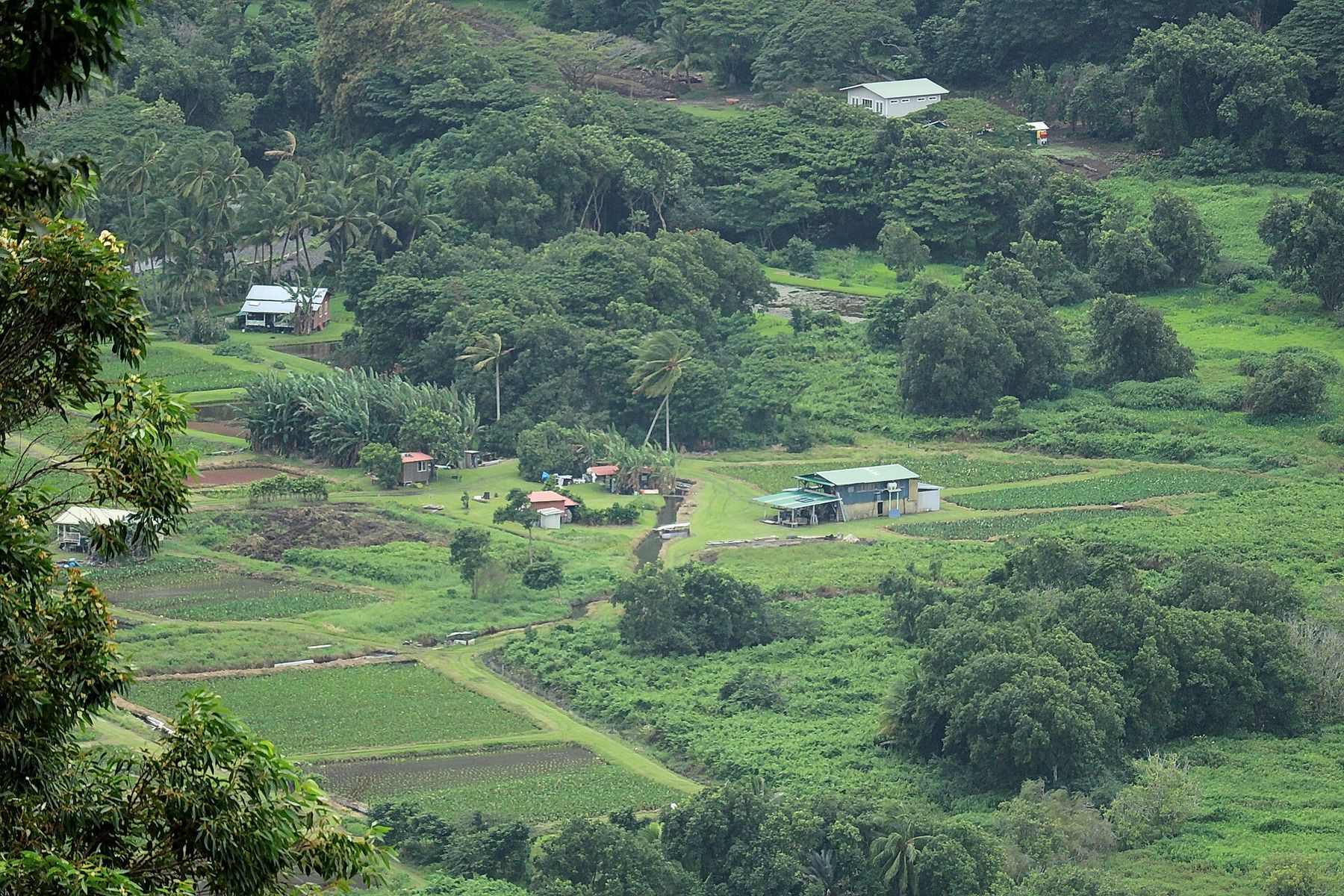 Looking down on the floor of Waipiʻo Valley: patchwork taro fields, scattered homes and farm roads among dense green trees.