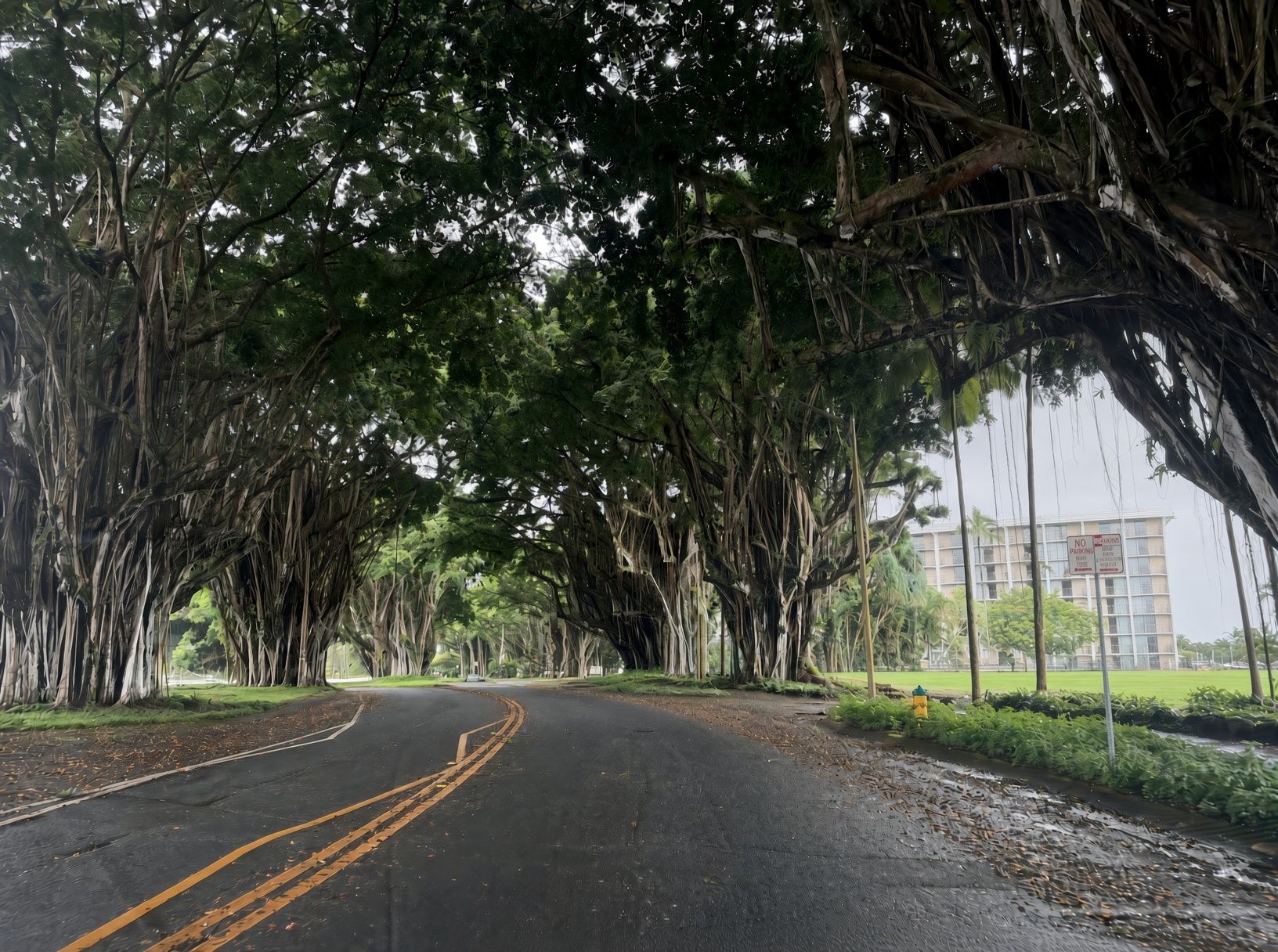 Banyan Drive in Hilo, a two-lane road with double yellow lines curving under an arching canopy of huge banyan trees with hanging aerial roots, a hotel and green lawn to the right