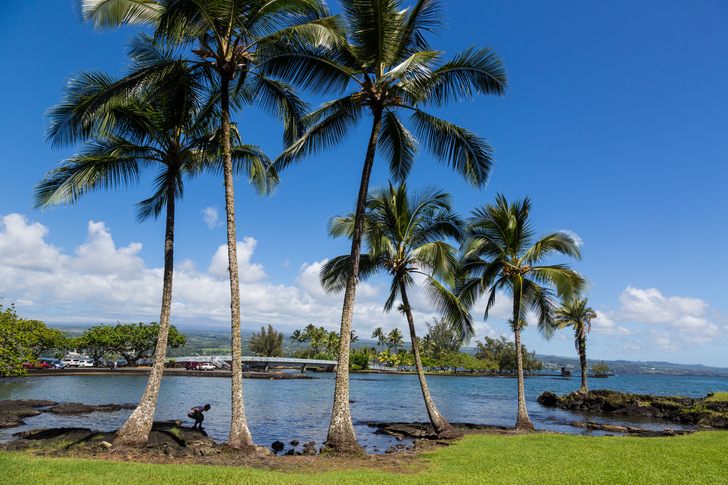 Tall coconut palms leaning over a grassy park beside the calm water of Hilo Bay