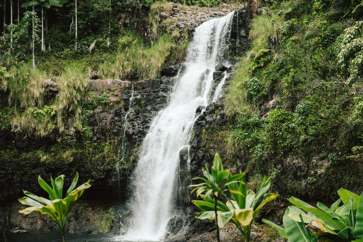 Kulaniapia Falls pouring down a mossy rock face beside large tropical leaves