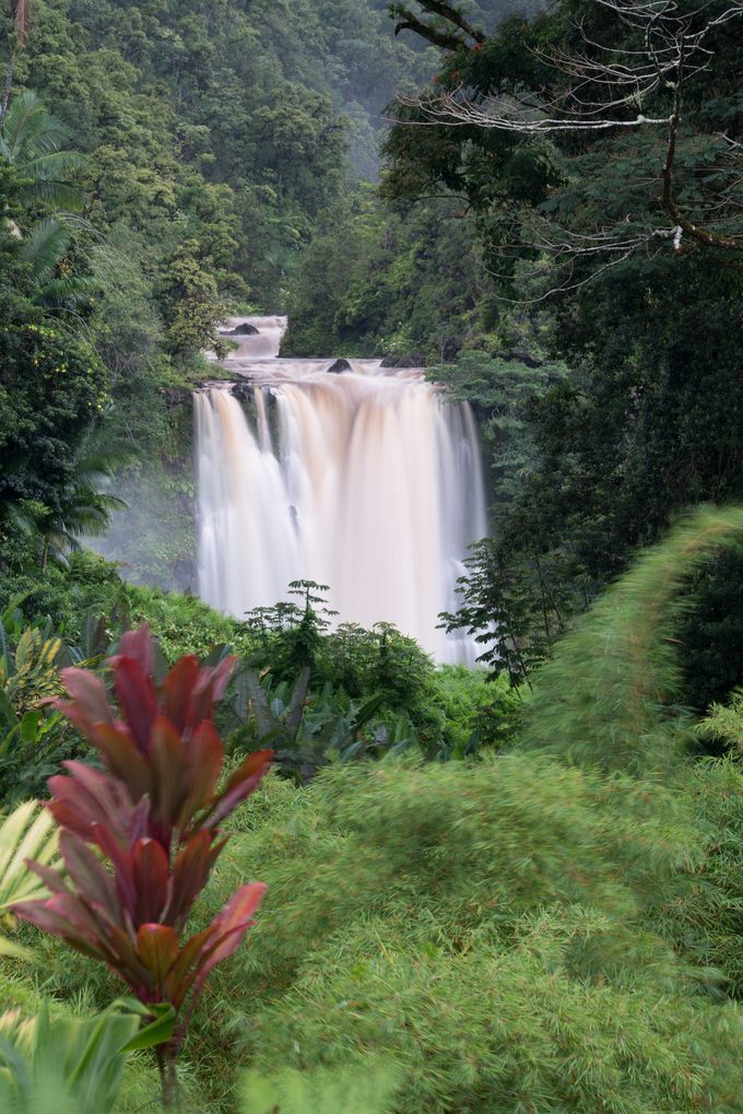 A broad waterfall spilling over a rock ledge deep in green rainforest, with red ti plants in the foreground