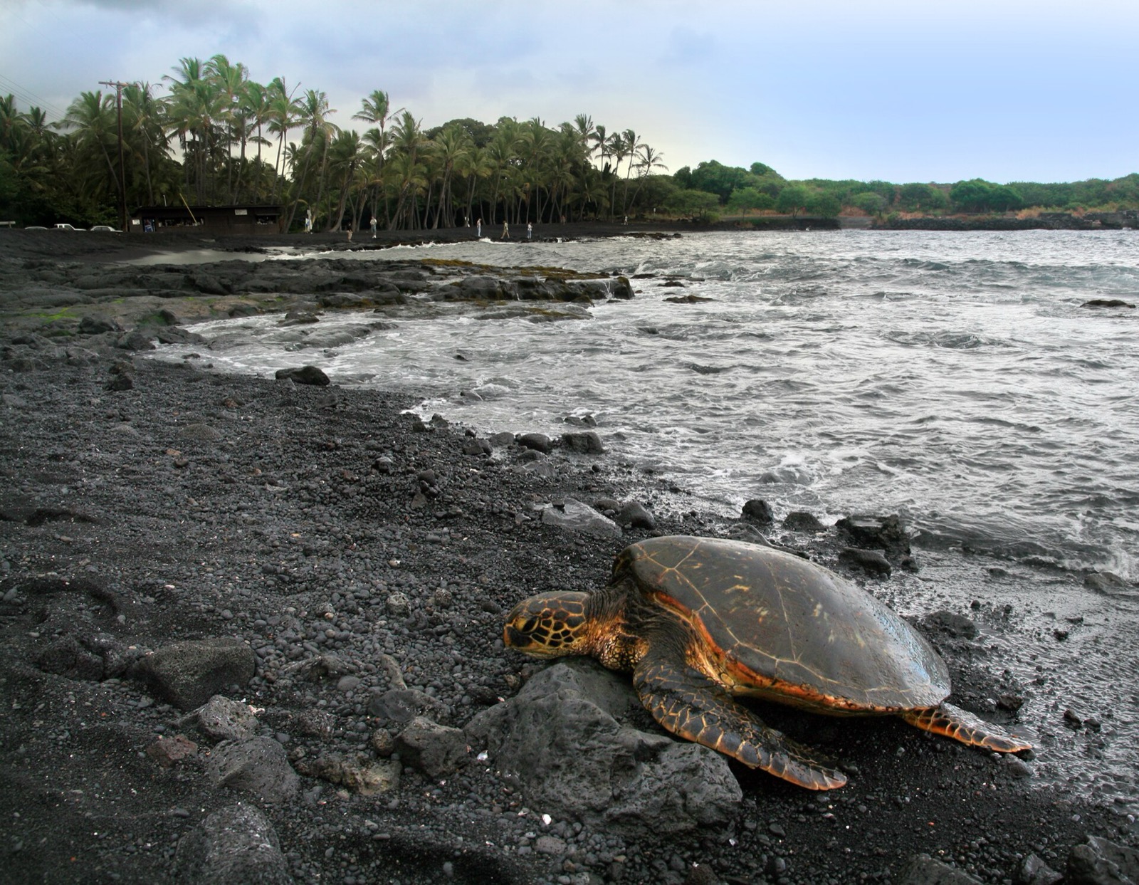 A green sea turtle resting on the black sand at Punaluʻu Beach, with surf, lava rock and a coconut grove behind