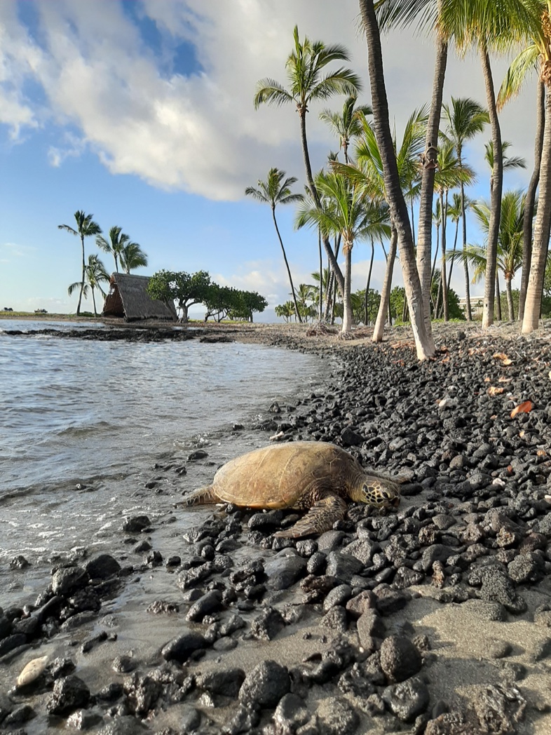 A honu resting on a dark stony shore with palm trees and a thatched hale behind it