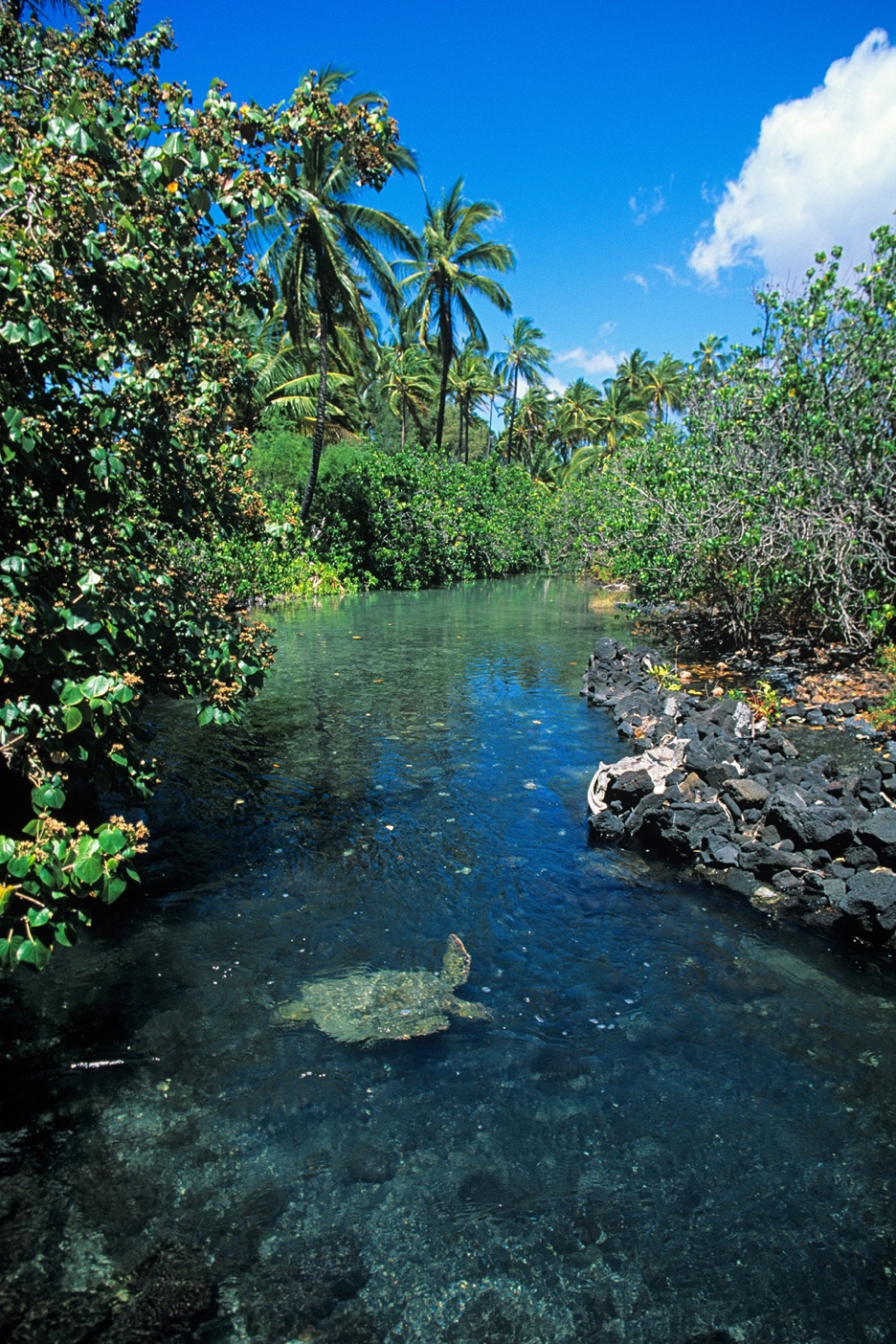 A honu, or green sea turtle, swimming in a clear tide pool surrounded by dark lava rock at Kīholo