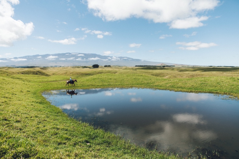 Green rolling hills at Waimea with a pond, a horse and Mauna Kea on the horizon