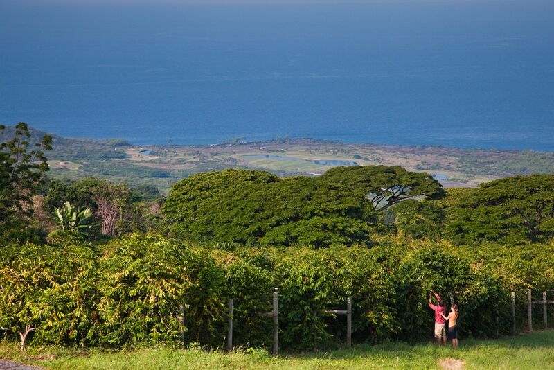 Two visitors among Kona coffee trees high on the slope above the coast