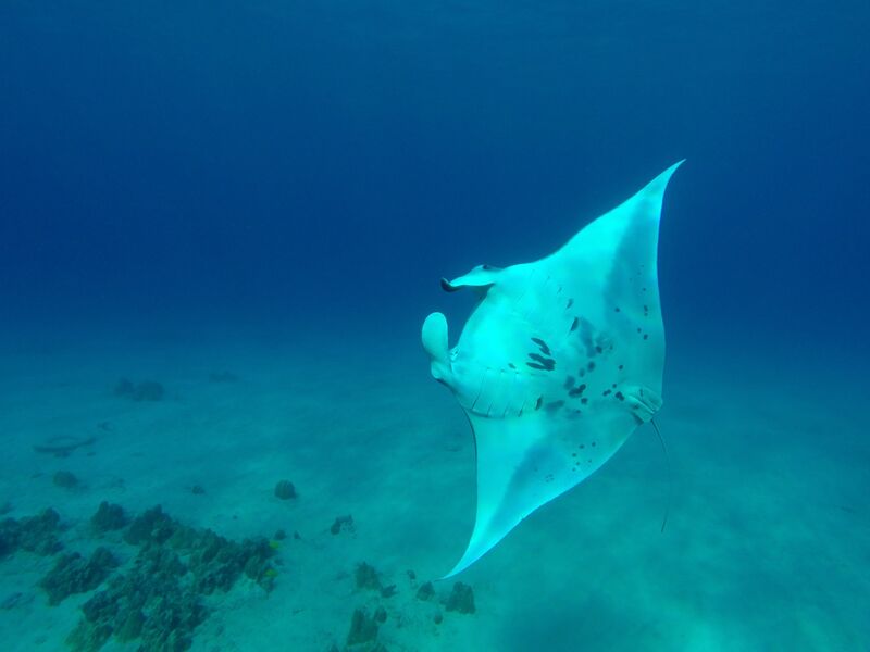 A manta ray gliding over the sandy seafloor off the Kona coast