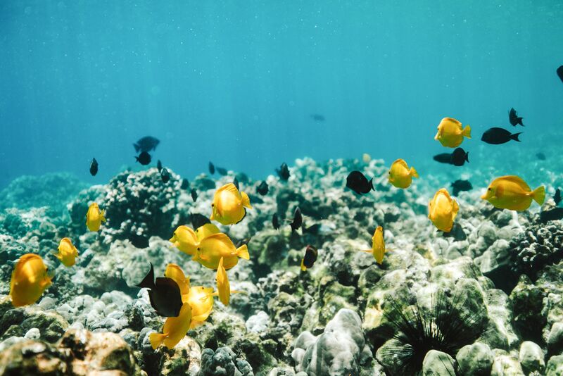 Yellow tang and black surgeonfish over a coral reef off the Kona coast