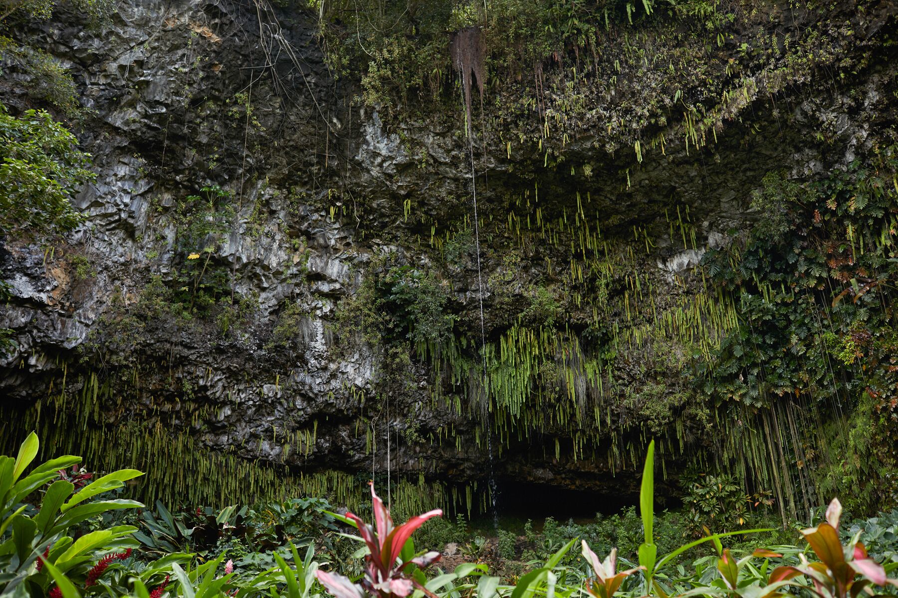 Wet rock wall draped in hanging ferns, with red bromeliads below, at the Fern Grotto