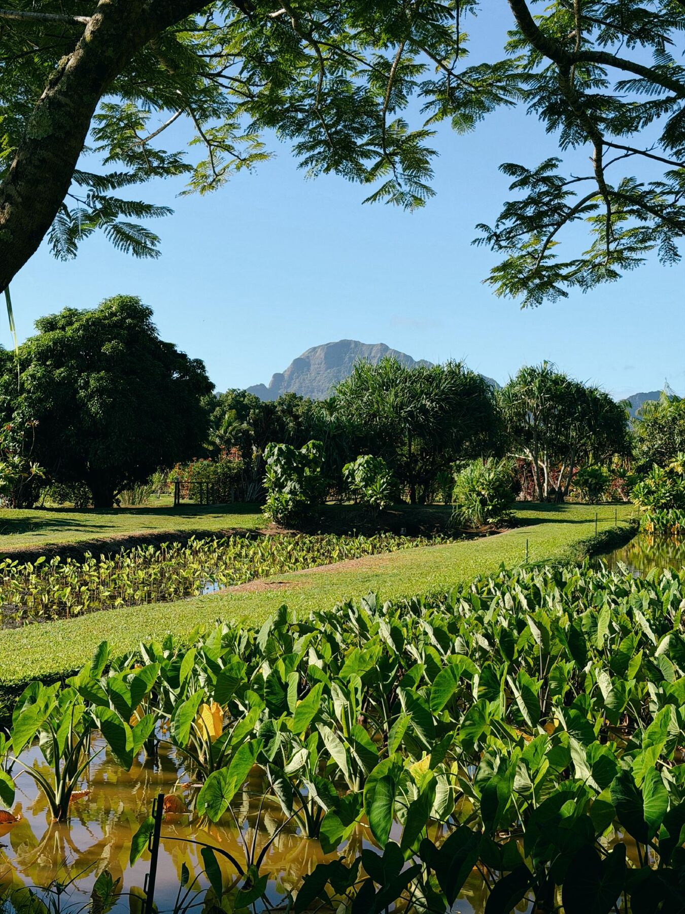 A flooded taro patch with heart-shaped leaves and grassy banks, with a jagged green peak behind
