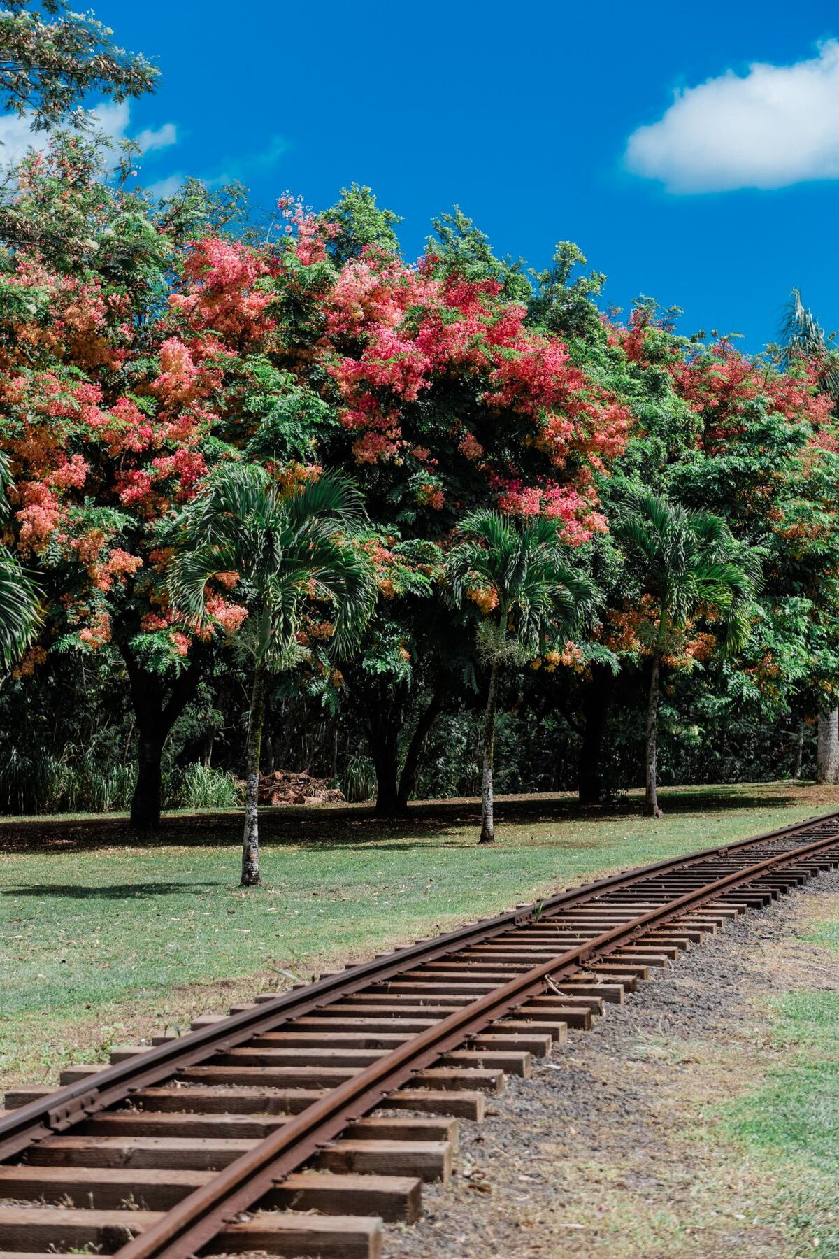 Narrow-gauge railway tracks curving through a green lawn beside flowering trees