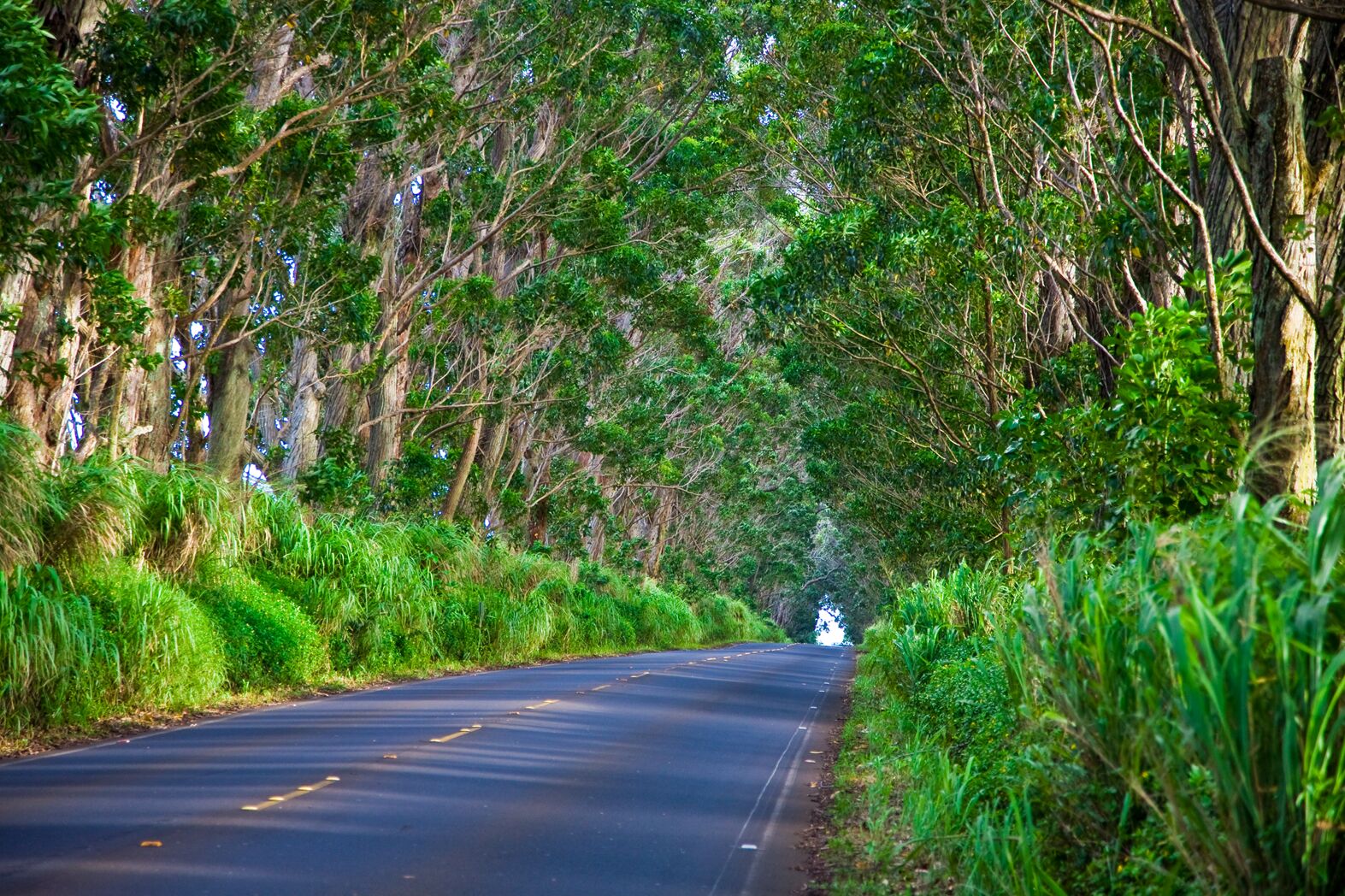 A paved road with double yellow lines running under a tunnel of tall leaning trees