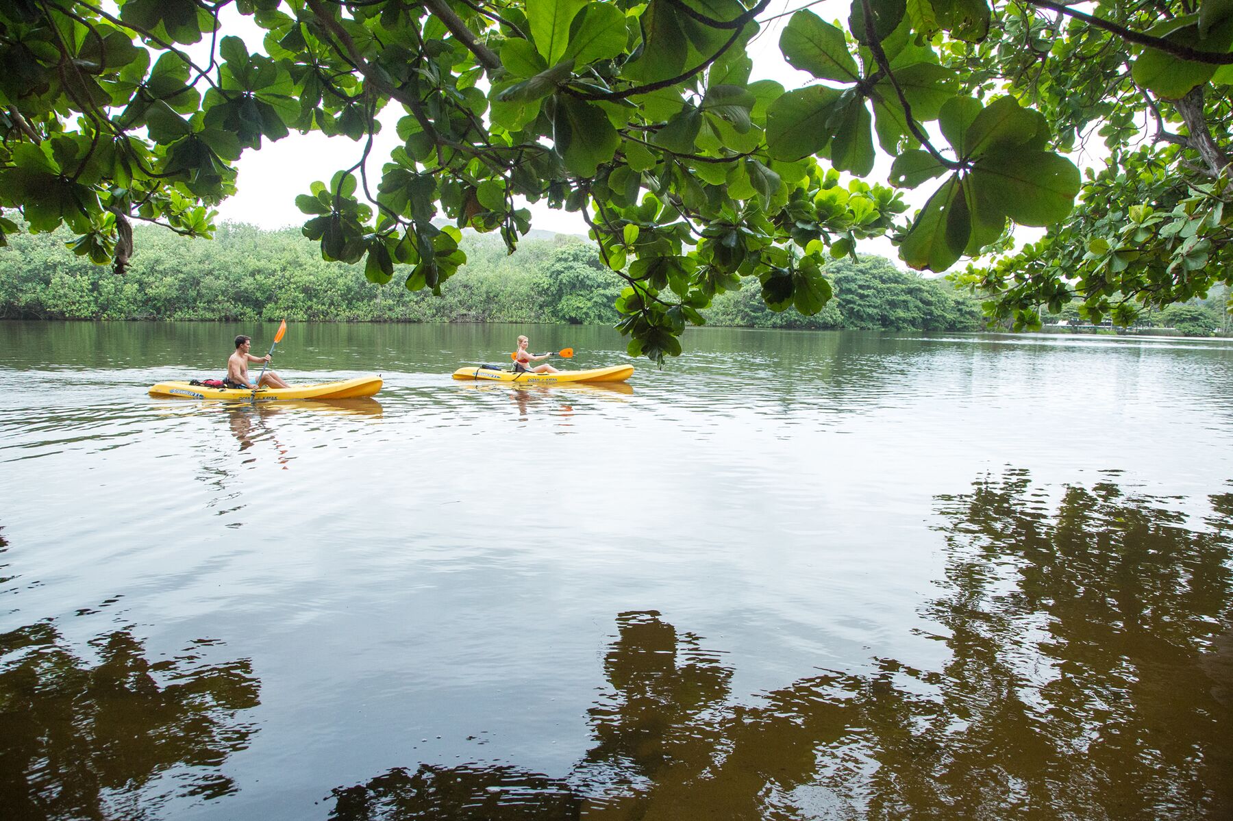 Two people in yellow kayaks on the calm Wailua River, framed by overhanging branches