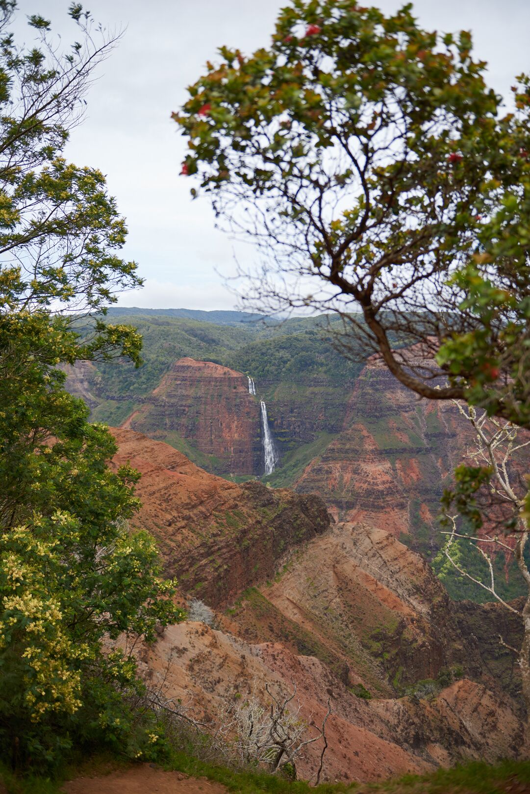 A thin white waterfall drops down a green cliff across the canyon, framed by the leaves and red blossoms of a tree on the rim, under an overcast sky