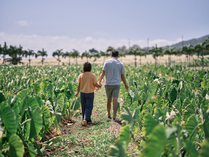 Visitors walking through a kalo (taro) patch at Maui Tropical Plantation, with the West Maui Mountains beyond
