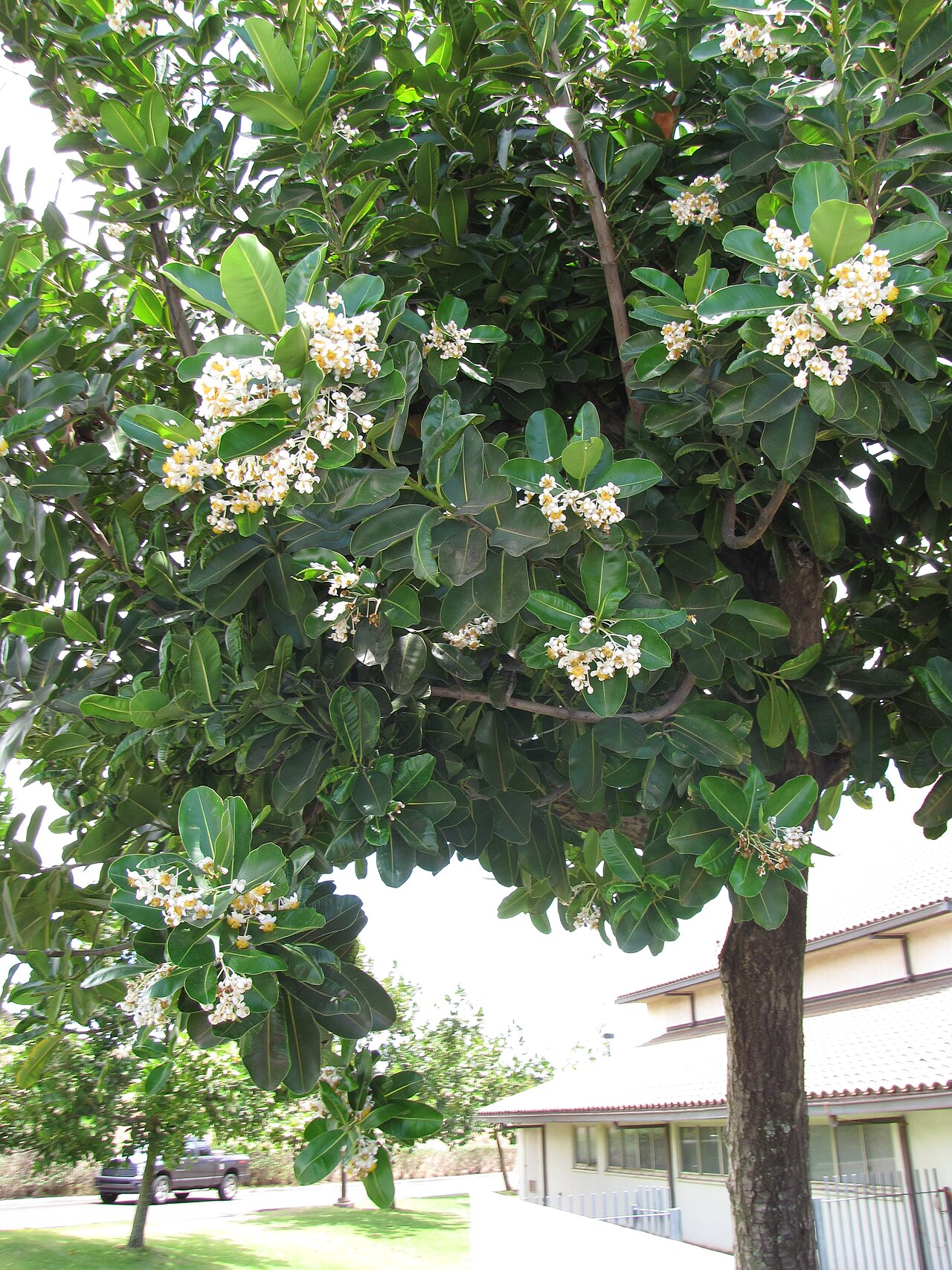 Flowering kamani tree on the grounds of Maui Arts and Cultural Center