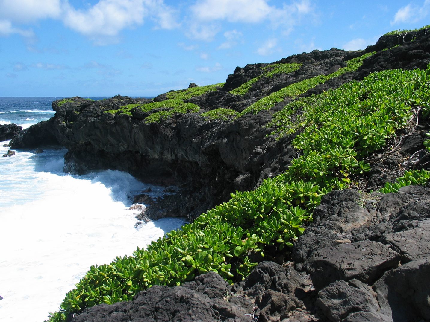 The rugged Kīpahulu coast, with dark lava cliffs covered in green plants above white surf