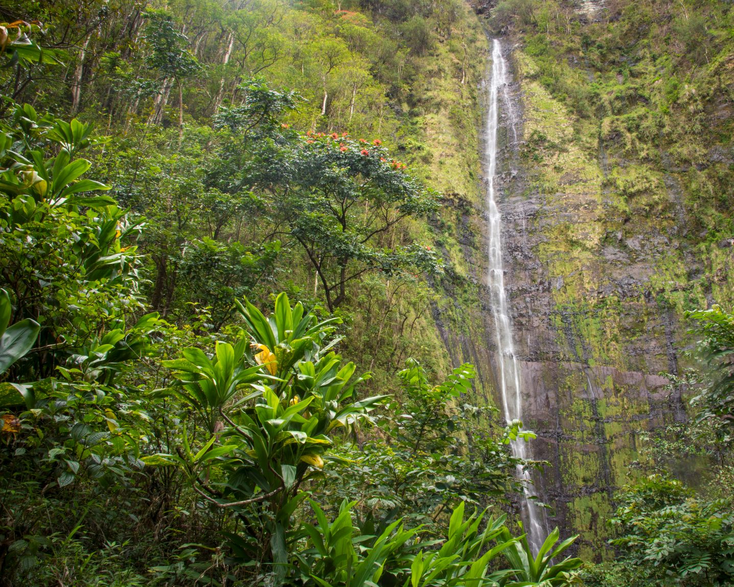 Tall, slender Waimoku Falls dropping down a green cliff in Kīpahulu