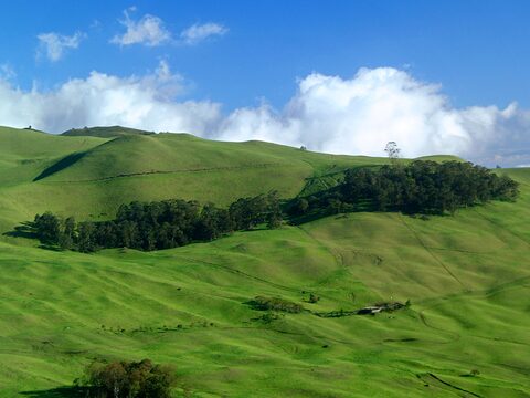 Rolling green pastures of ʻUlupalakua Ranch under a blue sky