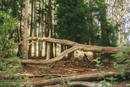 Hikers among tall trees and fallen branches on the Hosmer Grove Trail