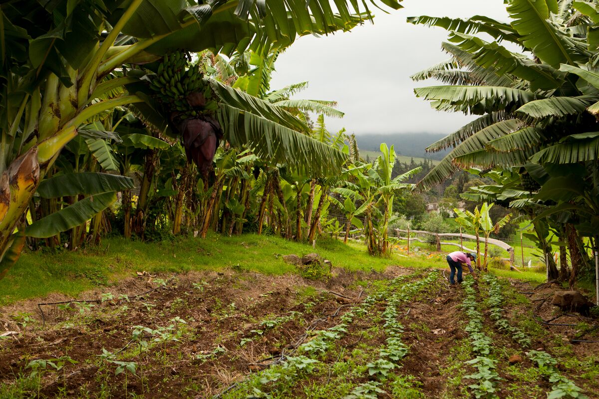 Farmer tending rows of young crops beneath banana plants on a Kula farm, Maui