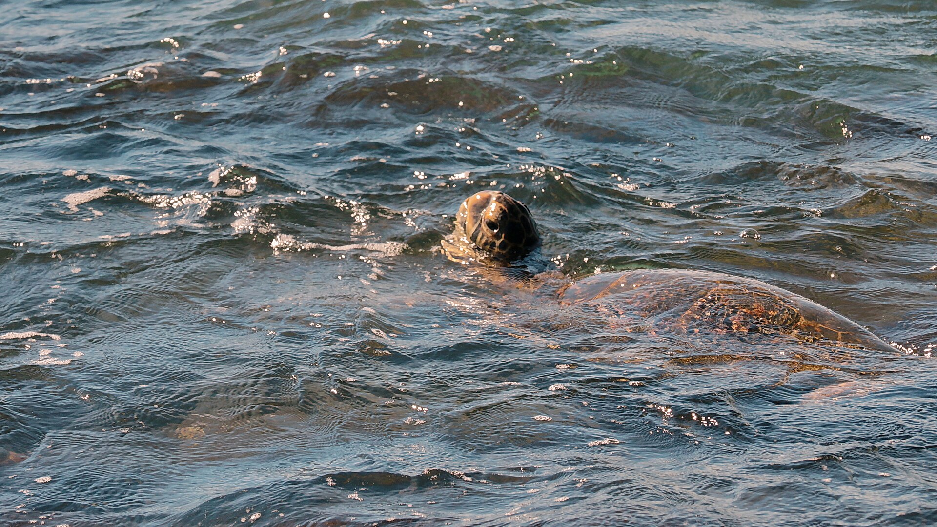 Green sea turtle resting near Laniākea Beach